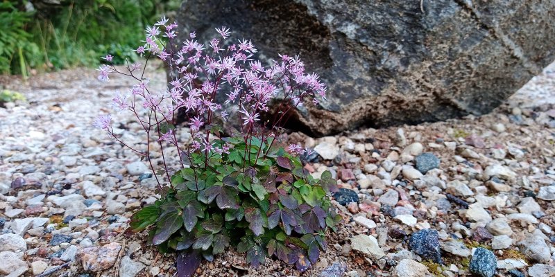 Thalictrum kiusianum